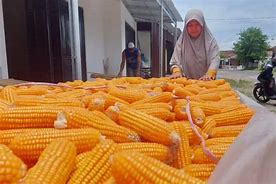 Jagung Serut Madiun